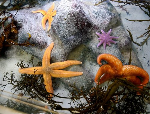 Aqua Explorer British Shore Rock Pool Experience