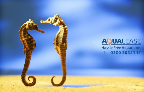 Two Seahorses facing each other