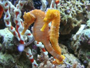 seahorse